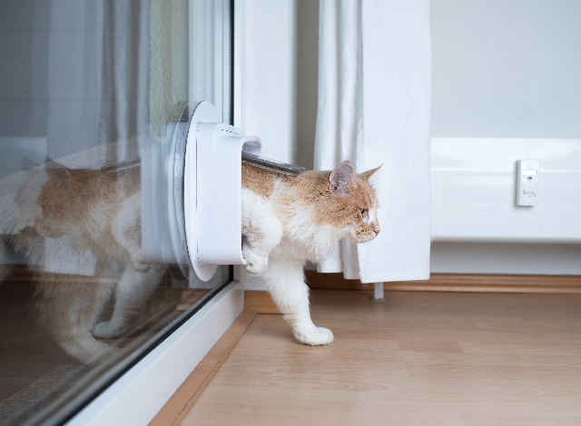 Am besten baut man die Katzenklappe in ein Fenster oder eine Glastüre ein